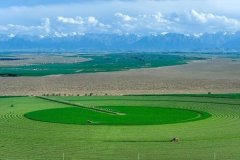 <b>颗粒归仓 甘肃农垦稳住粮食平安“压舱石”</b>